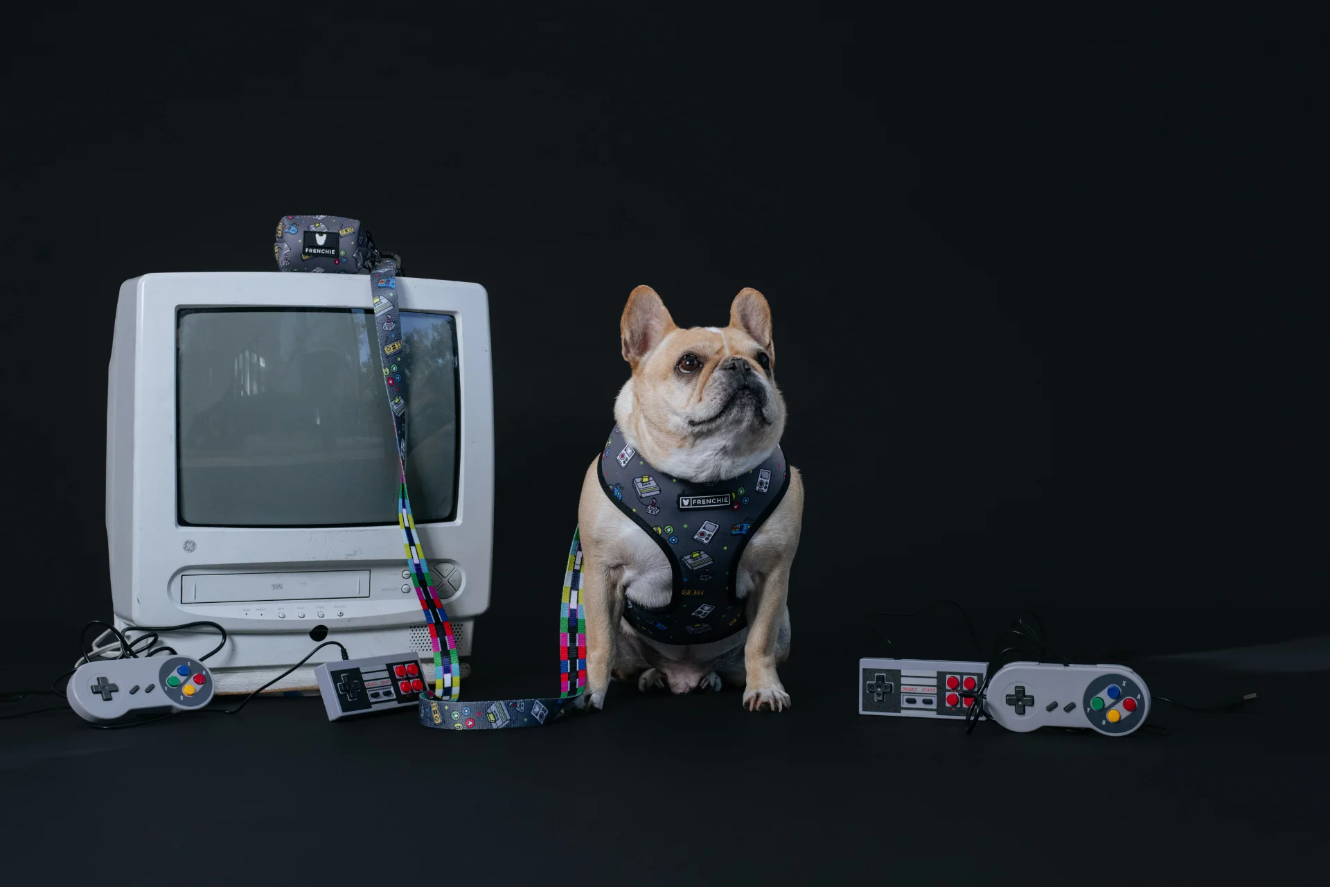 Style Tailored for Your Frenchie